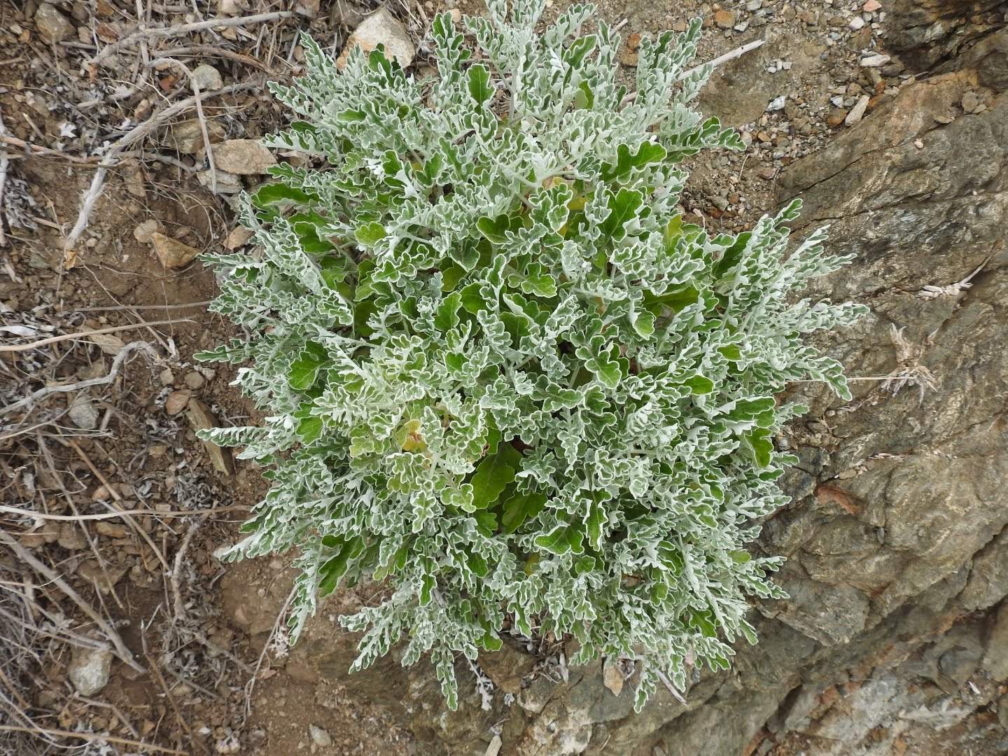 Jacobaea maritima