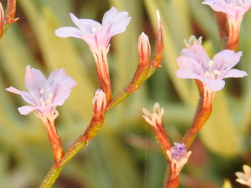 Limonium ilvae