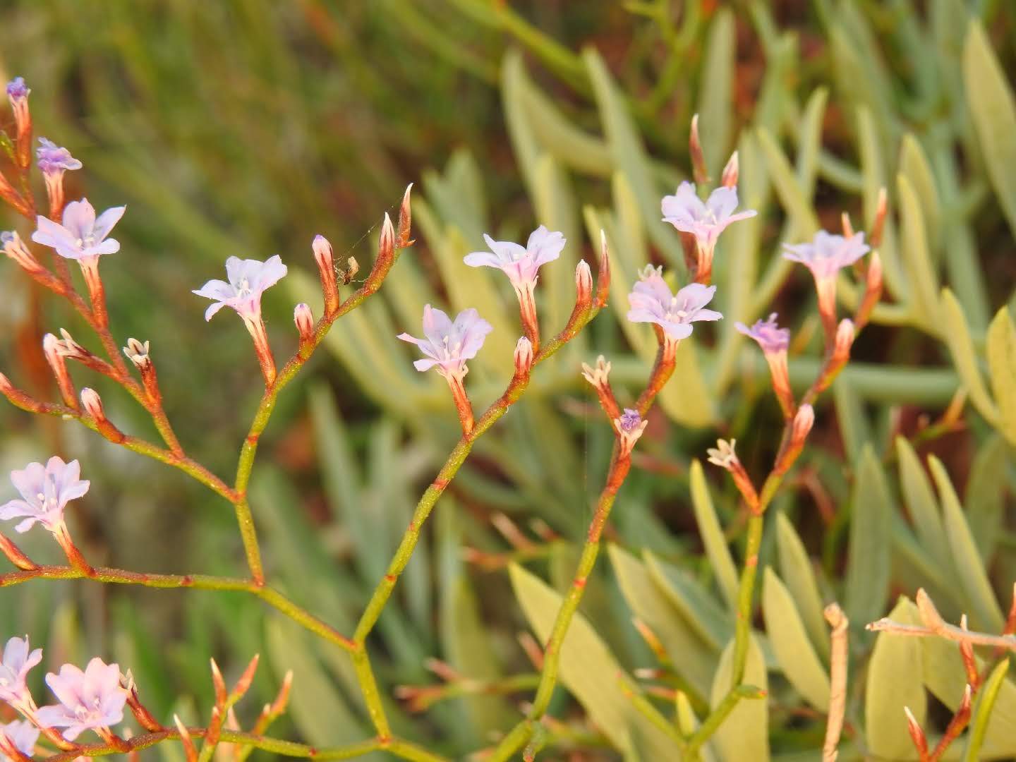 Limonium ilvae
