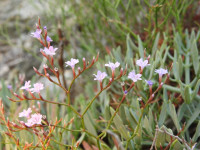 Limonium ilvae