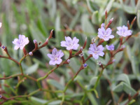 Limonium ilvae