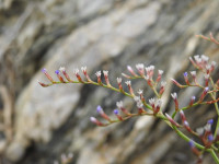 Limonium ilvae