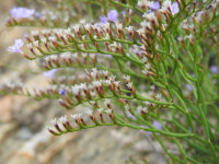 Limonium ilvae