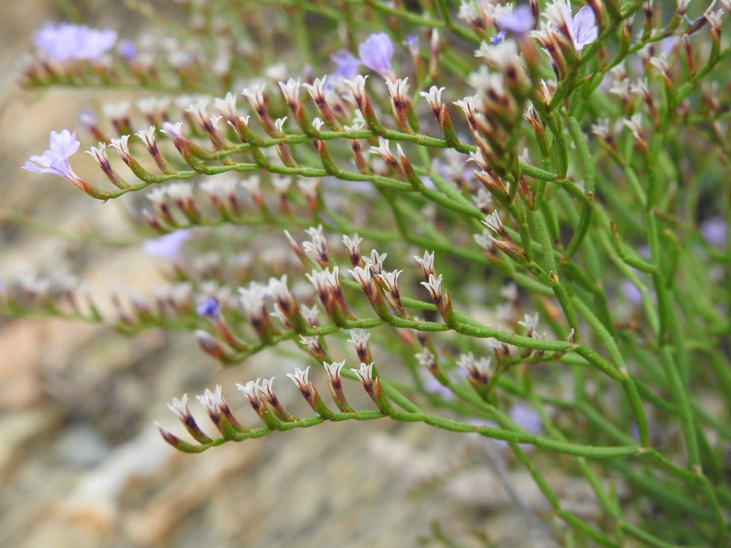 Limonium ilvae