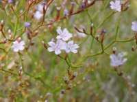 Limonium ilvae