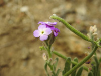 Matthiola tricuspidata