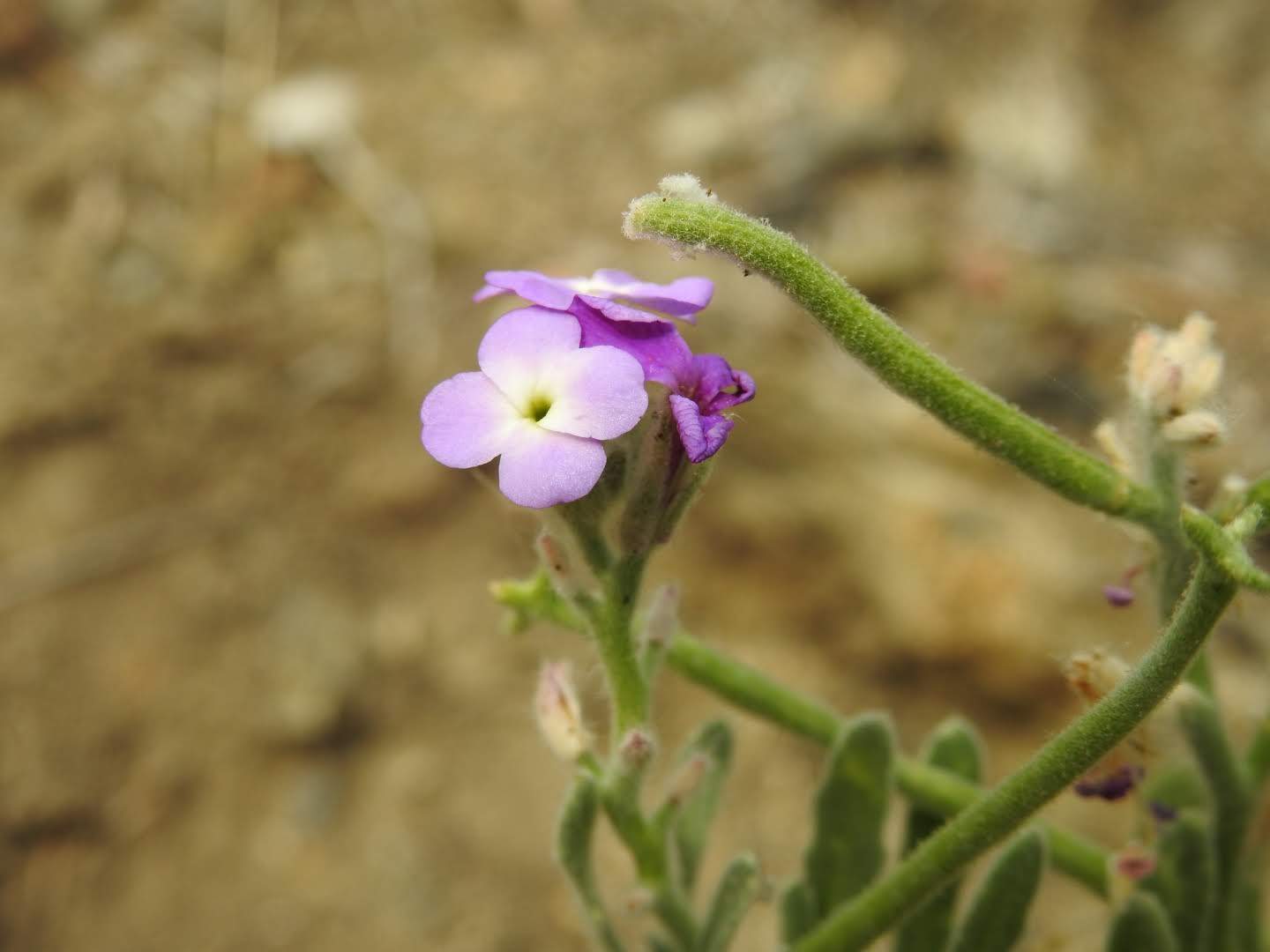 Matthiola tricuspidata
