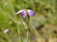 Matthiola tricuspidata