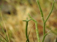Matthiola tricuspidata