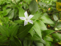 Vinca minor