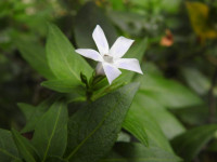 Vinca minor