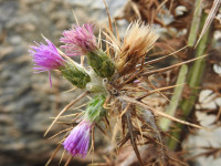 Carduus pycnocephalus