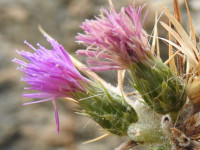 Carduus pycnocephalus