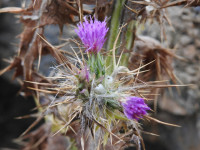 Carduus pycnocephalus