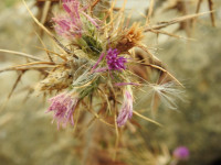 Carduus pycnocephalus
