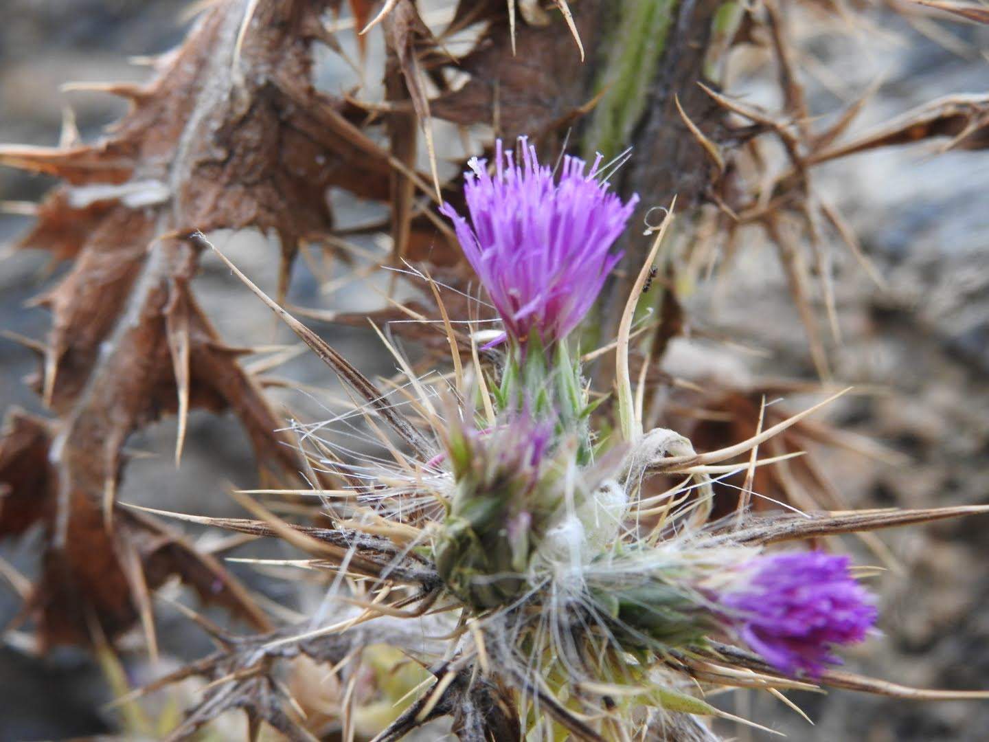 Carduus pycnocephalus