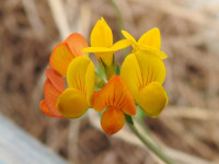 Lotus corniculatus