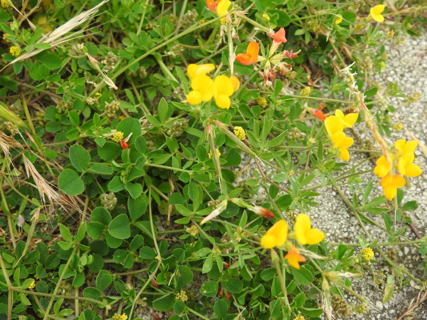 Lotus corniculatus
