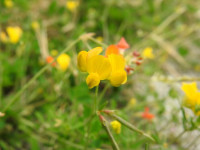 Lotus corniculatus