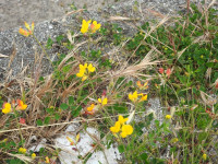 Lotus corniculatus