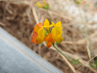 Lotus corniculatus