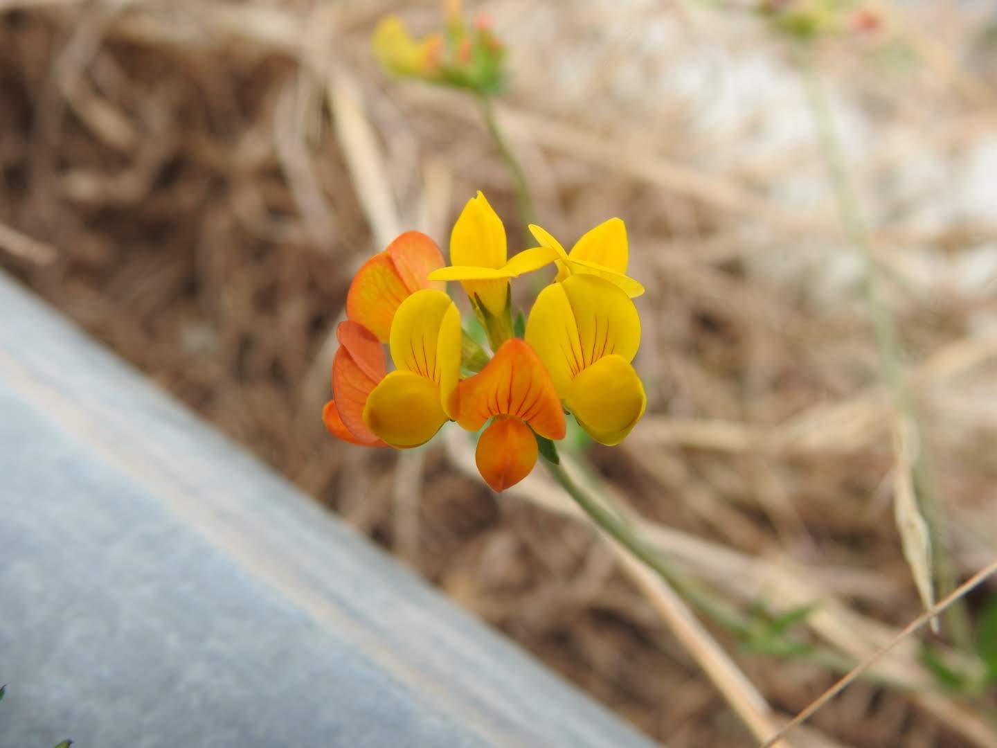 Lotus corniculatus