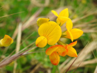 Lotus corniculatus