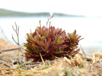 Limonium acutifolium
