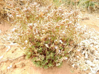 Limonium acutifolium