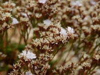 Limonium acutifolium