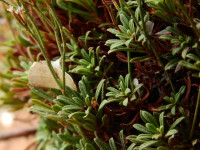 Limonium acutifolium