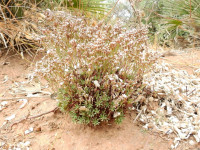 Limonium acutifolium