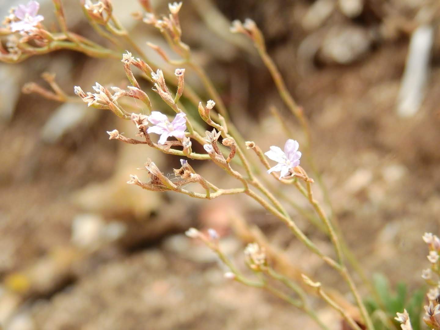 Limonium acutifolium