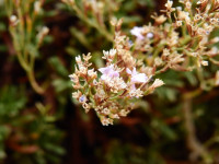 Limonium acutifolium
