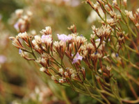 Limonium acutifolium