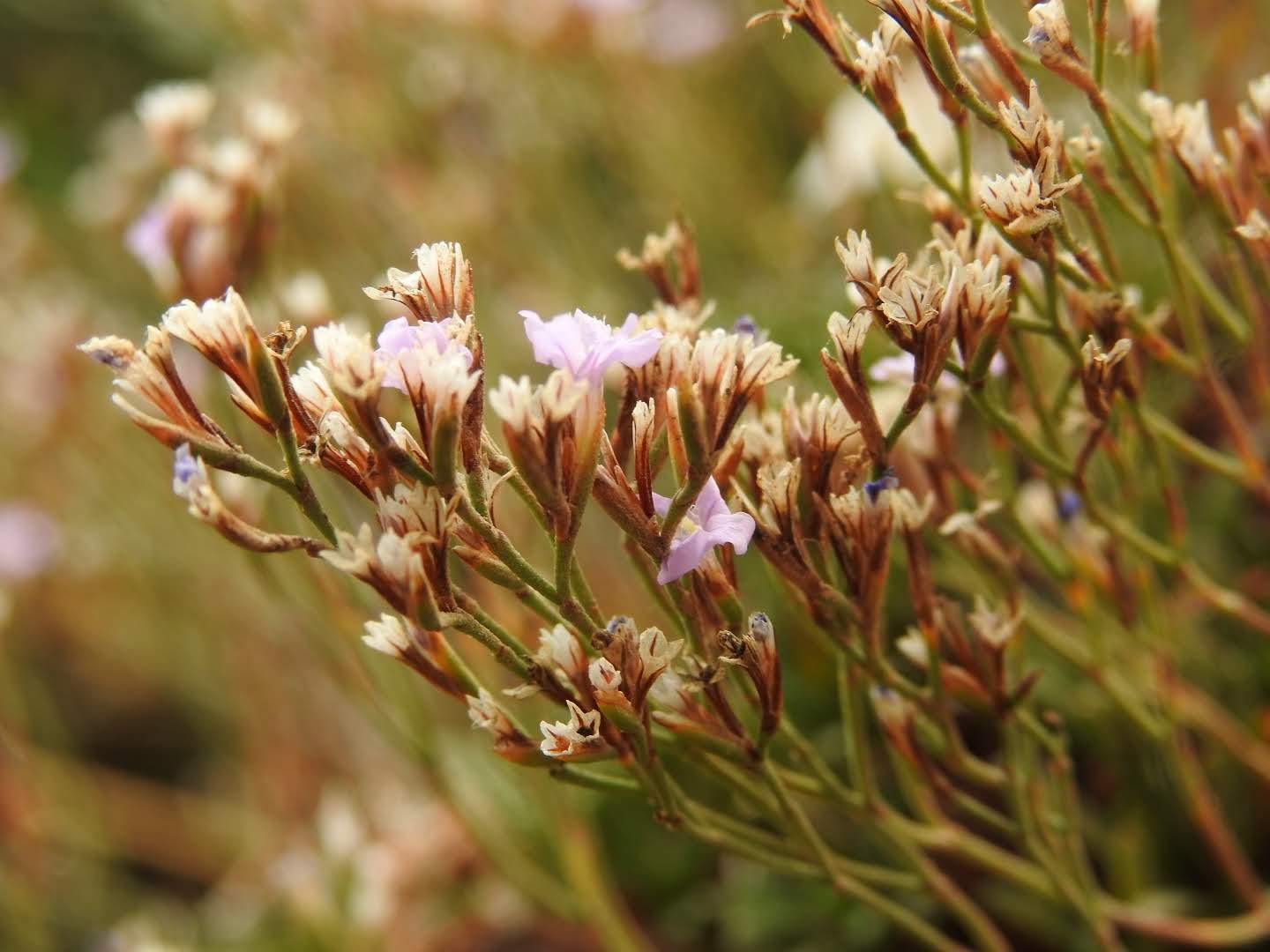 Limonium acutifolium