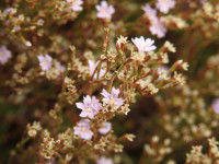 Limonium acutifolium
