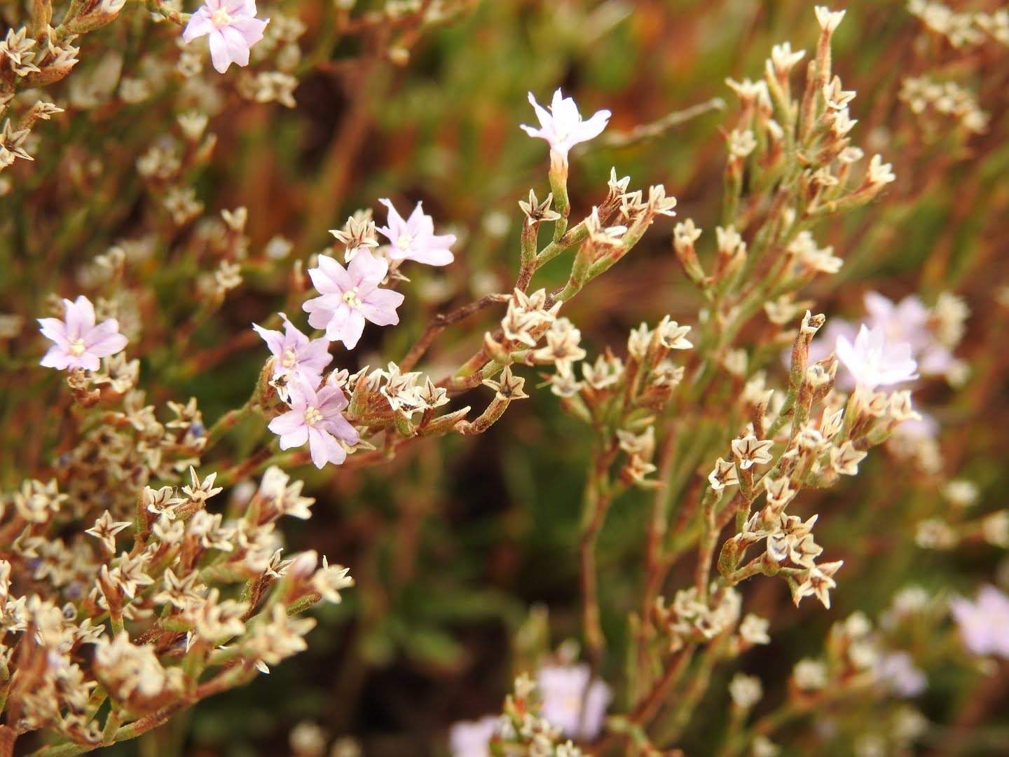 Limonium acutifolium