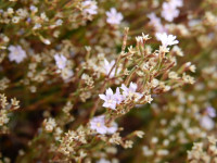 Limonium acutifolium