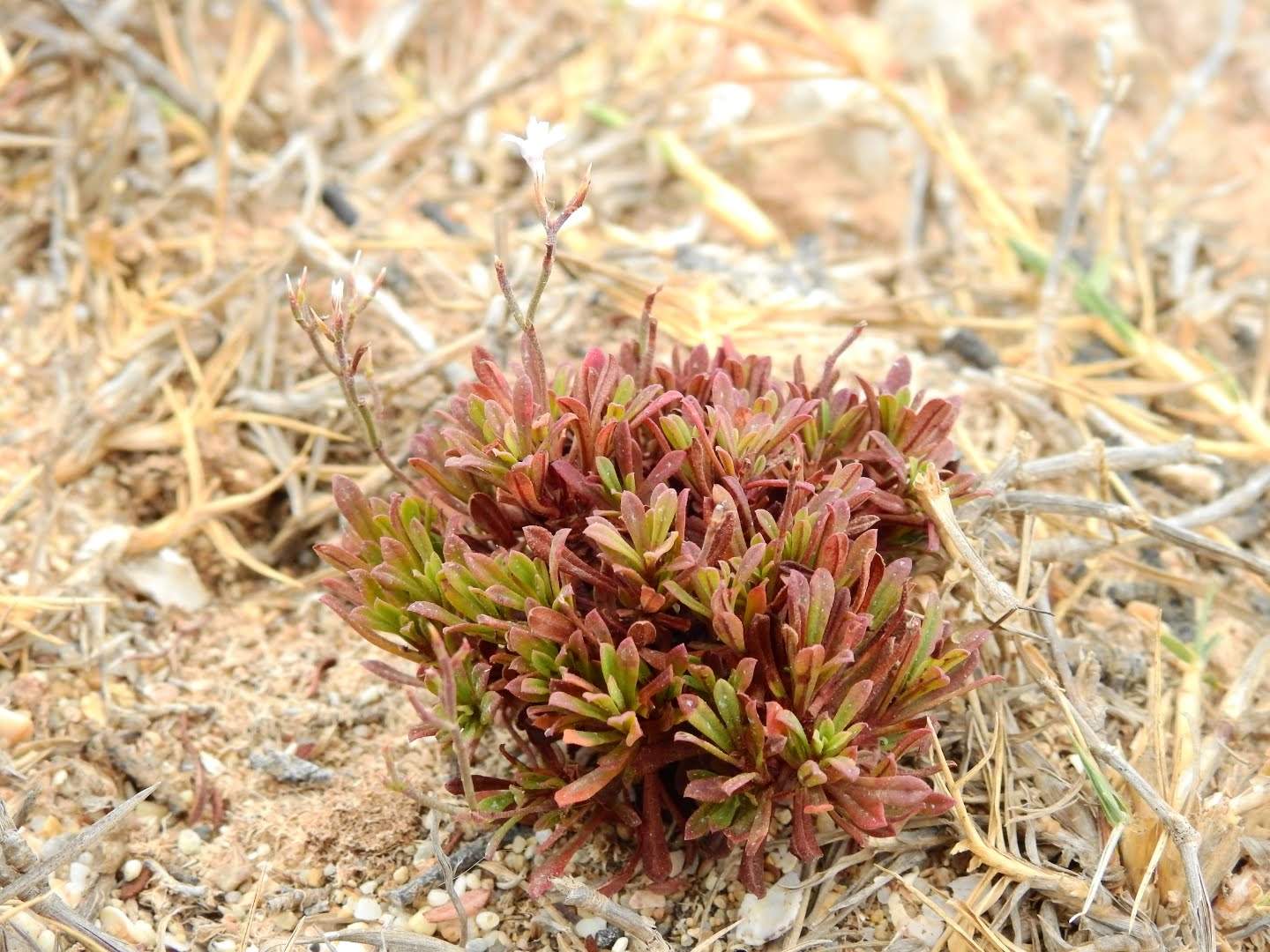 Limonium acutifolium