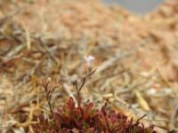 Limonium acutifolium