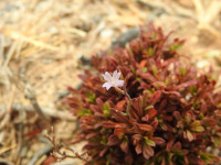 Limonium acutifolium