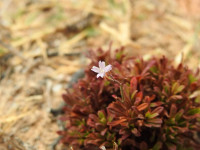 Limonium acutifolium