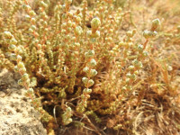 Camphorosma monspeliaca