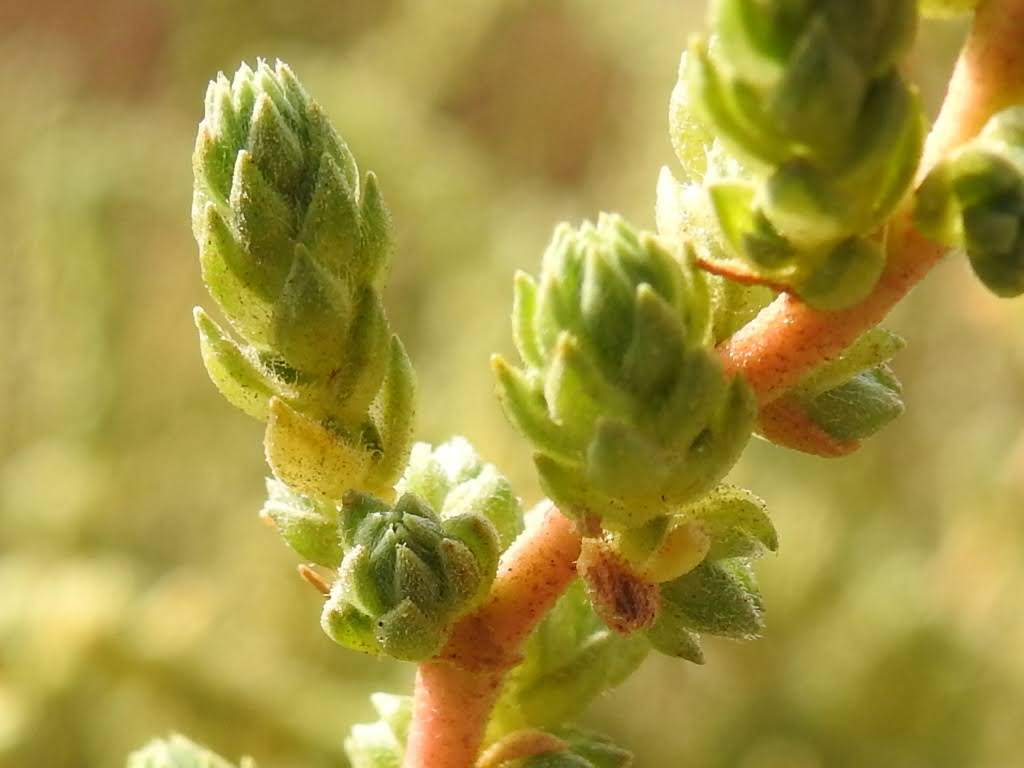 Camphorosma monspeliaca