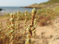 Camphorosma monspeliaca