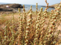 Camphorosma monspeliaca