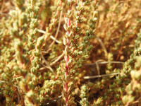 Camphorosma monspeliaca
