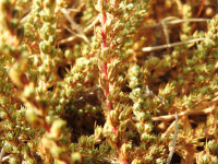 Camphorosma monspeliaca
