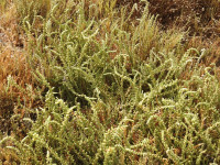 Camphorosma monspeliaca